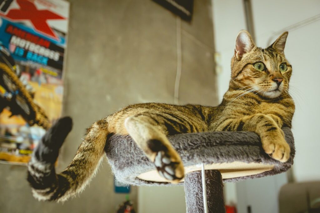 Photo Tarification Cat Nat