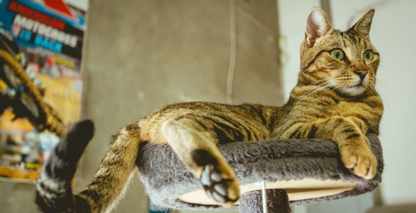 Photo Tarification Cat Nat