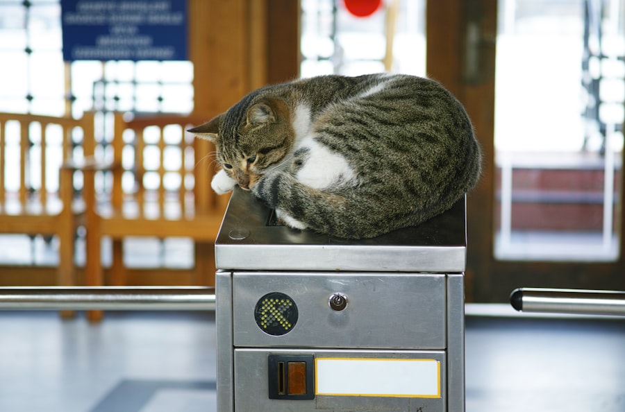 Photo Tarification Cat Nat