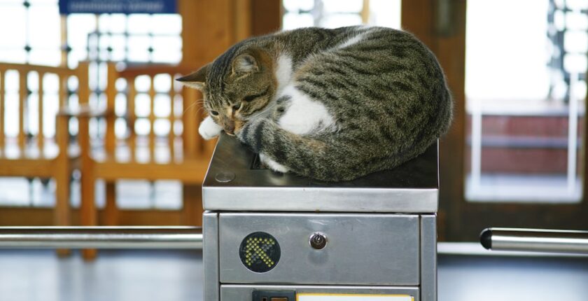 Photo Tarification Cat Nat