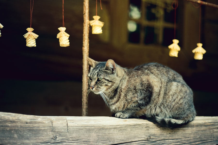 Photo Tarification Cat Nat