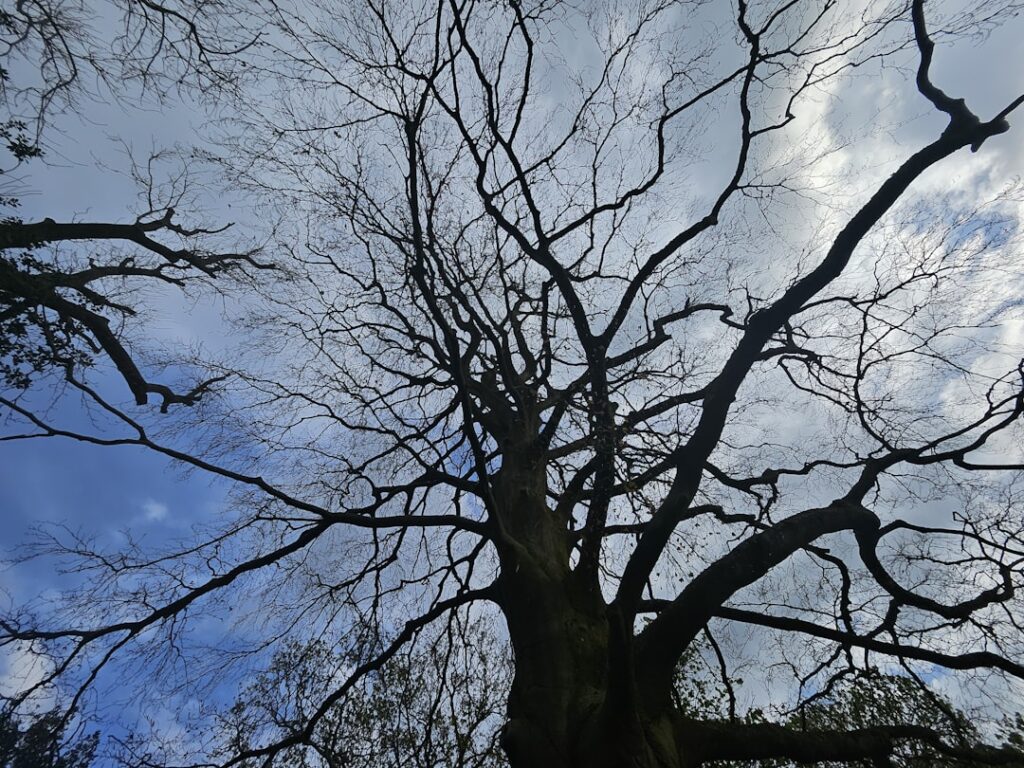 Photo decarbonize