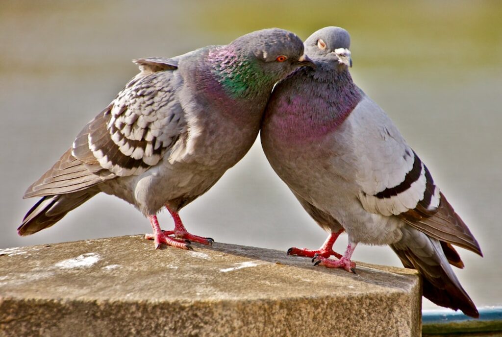 Photo mutuelles
