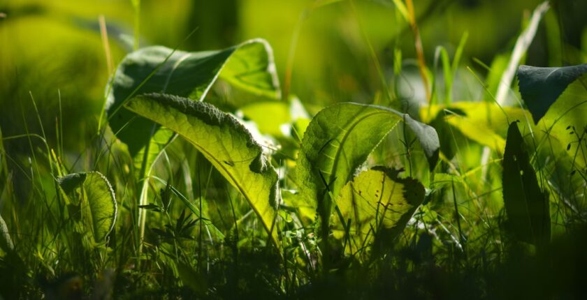 Photo Sustainability governance