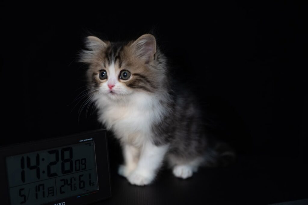 Photo Tarification Cat Nat