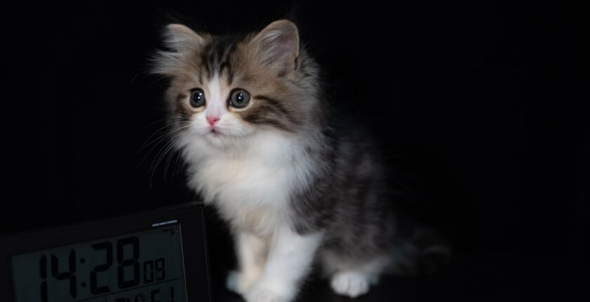 Photo Tarification Cat Nat