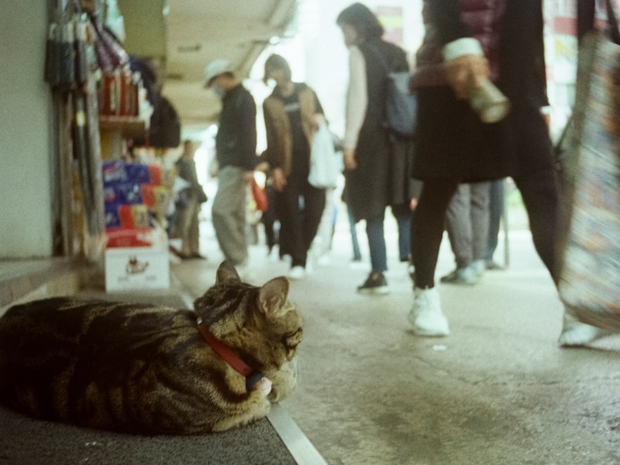 Photo Tarification Cat Nat