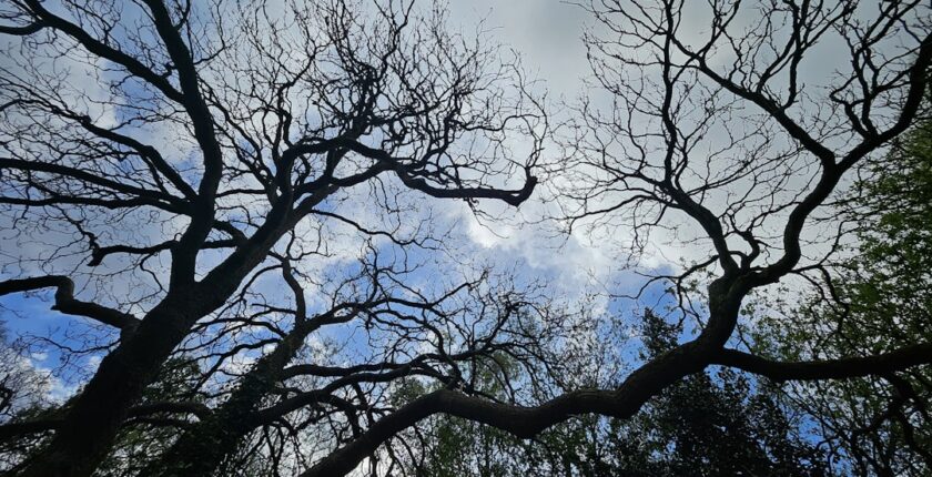 Photo Decarbonization