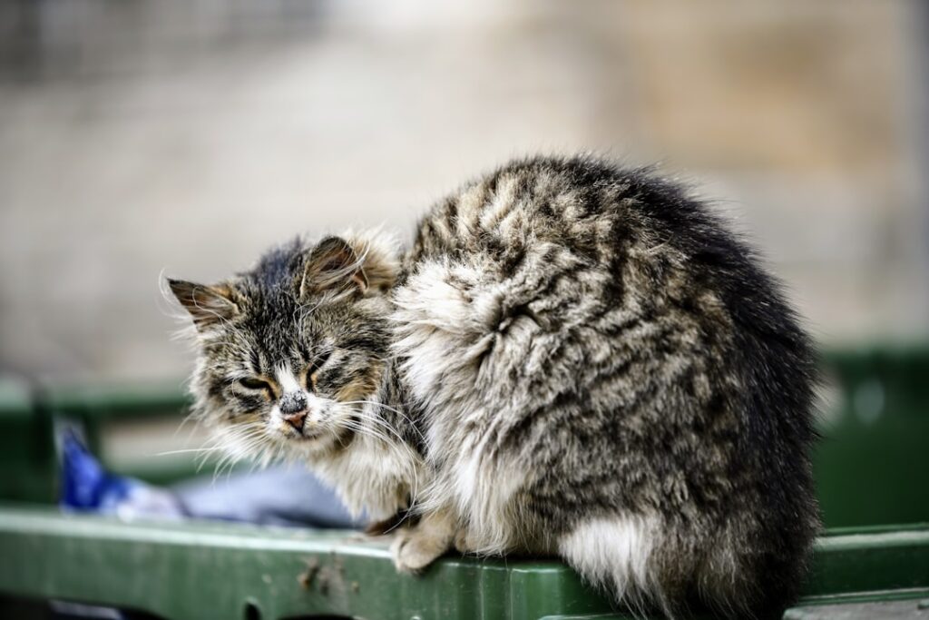 Photo Tarification Cat Nat