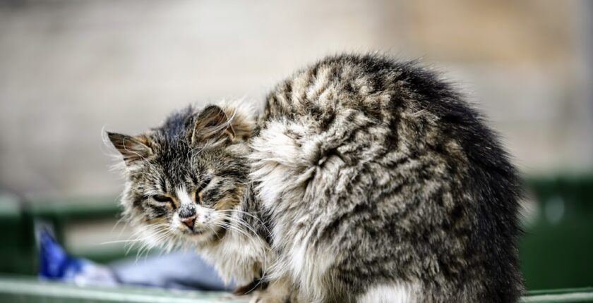 Photo Tarification Cat Nat