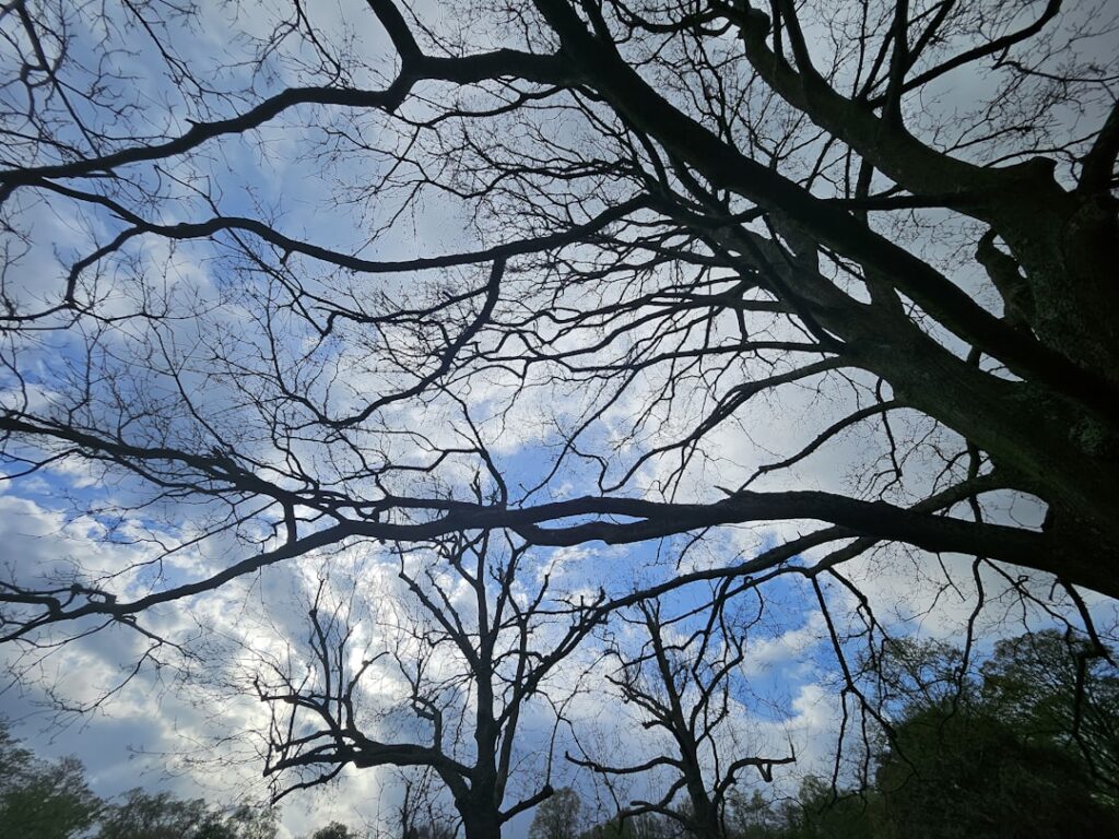 Photo Decarbonization