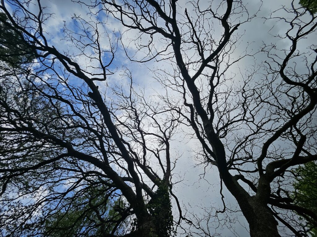 Photo Decarbonization