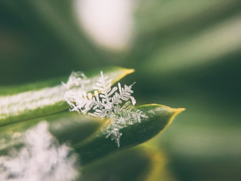 Photo Snowflake