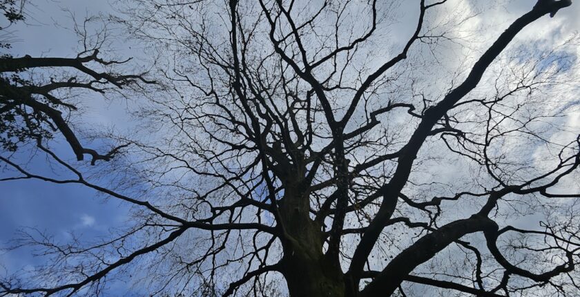 Photo Decarbonization