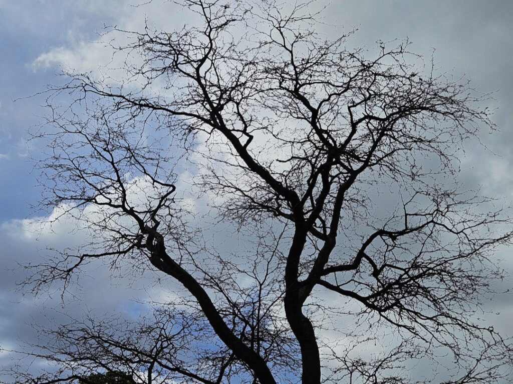 Photo decarbonize