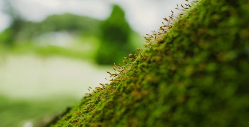 Photo Sustainability governance