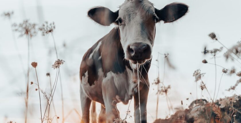 Photo transition climat