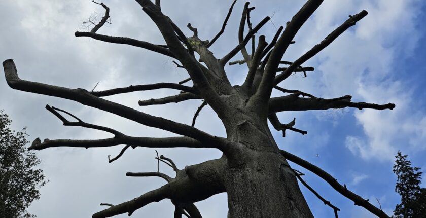 Photo decarbonization