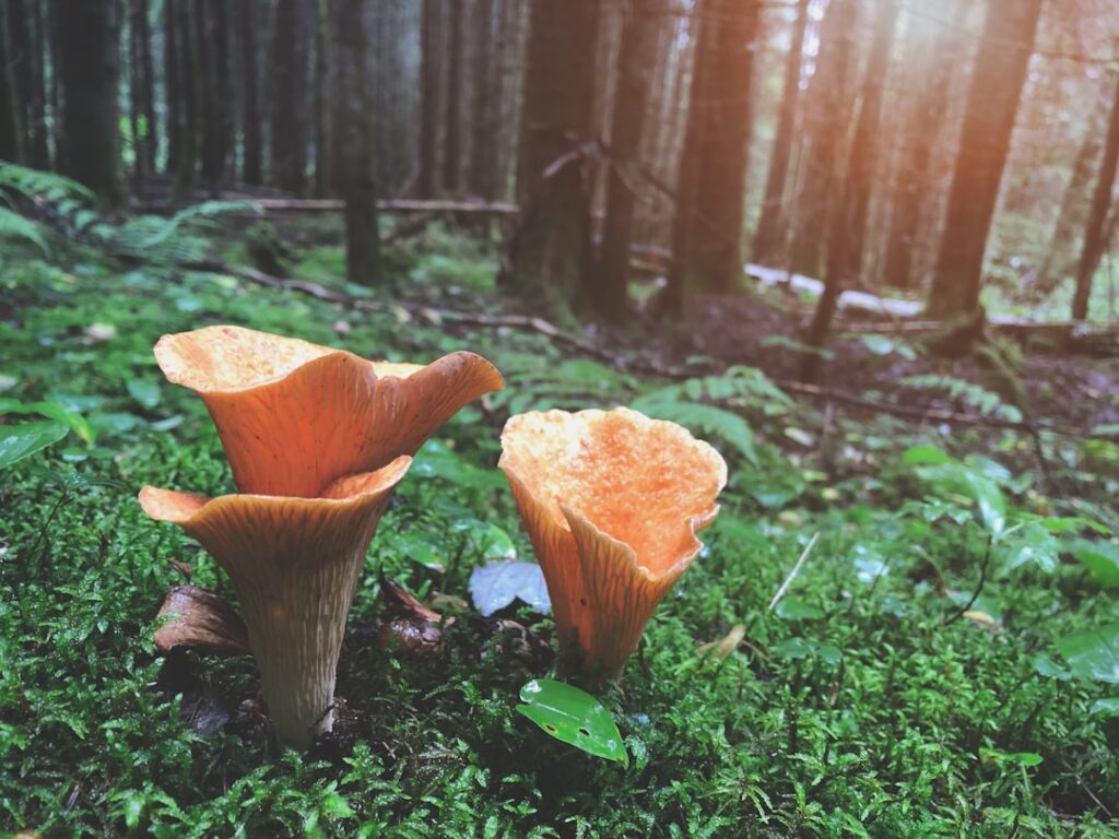 Photo biodiversity