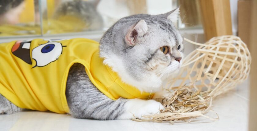 Photo Tarification Cat Nat