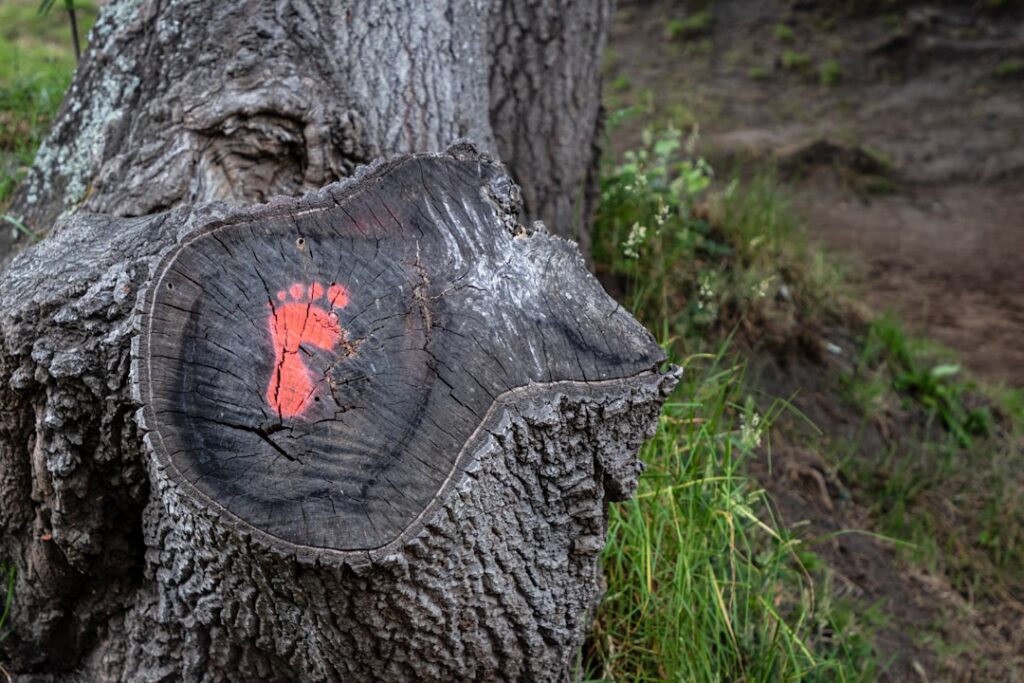 Photo carbon footprint