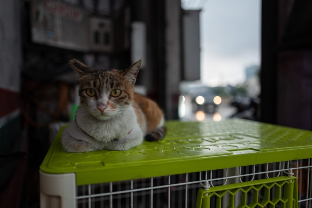 Photo Tarification Cat Nat