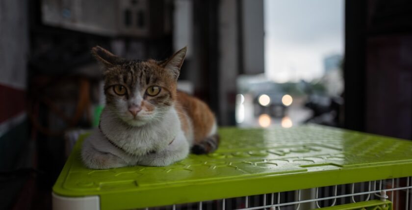 Photo Tarification Cat Nat