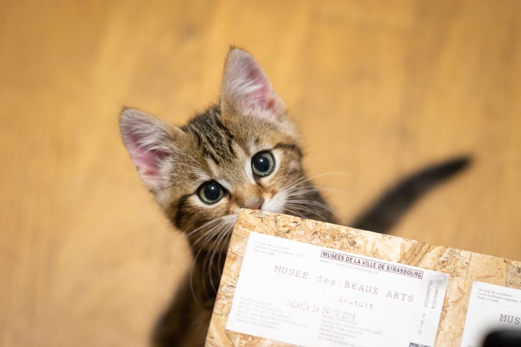 Photo Tarification Cat Nat