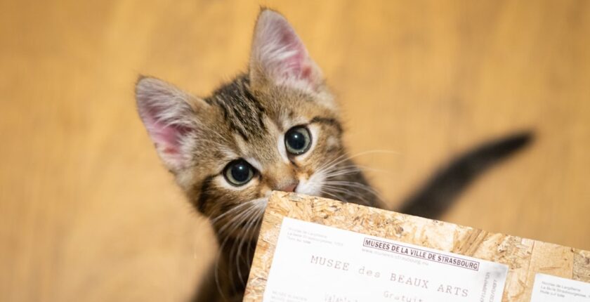 Photo Tarification Cat Nat