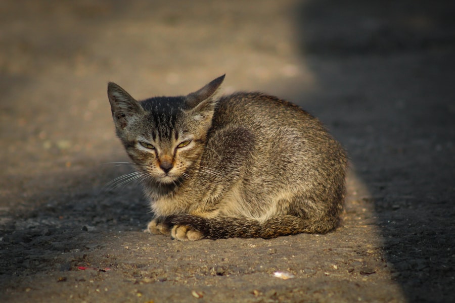 Photo Tarification Cat Nat