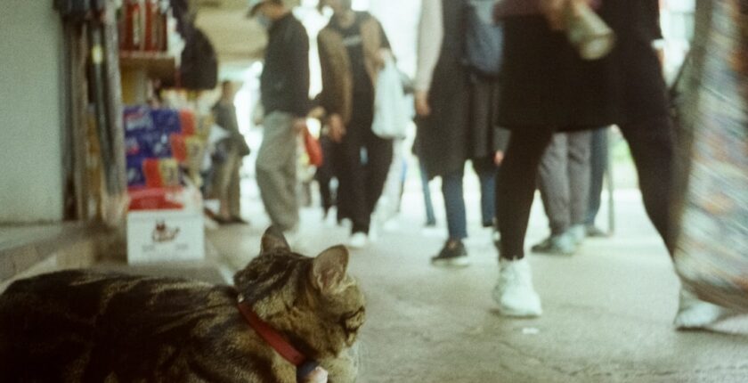 Photo Tarification Cat Nat