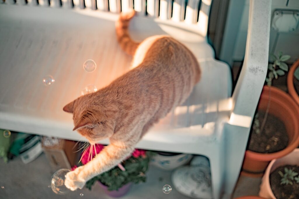 Photo Tarification Cat Nat