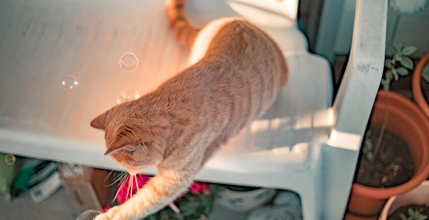 Photo Tarification Cat Nat