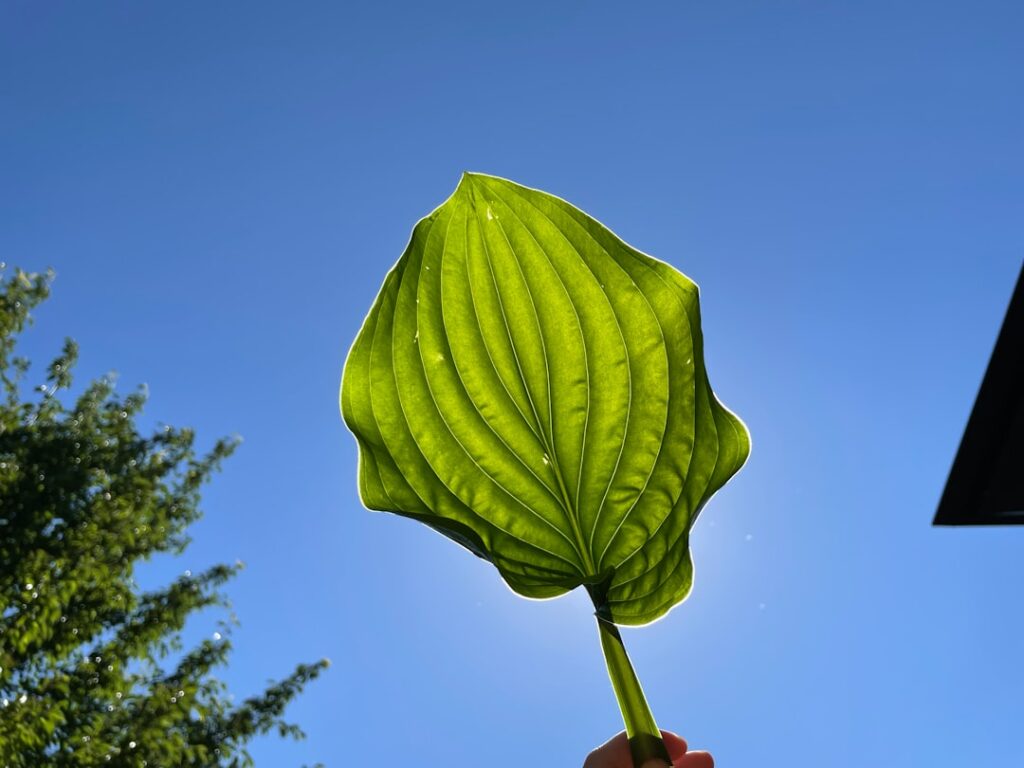 Photo sustainability finance leasing