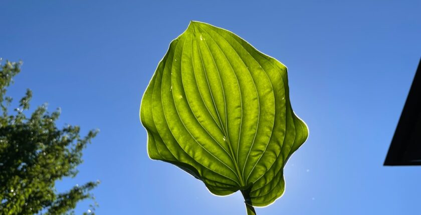 Photo sustainability finance leasing