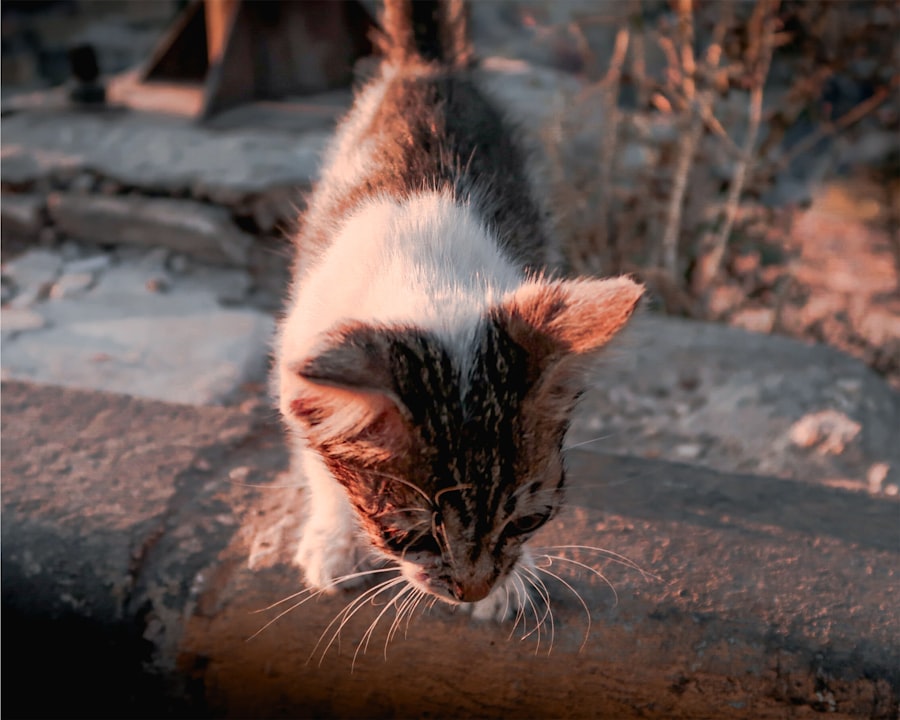 Photo Tarification Cat Nat