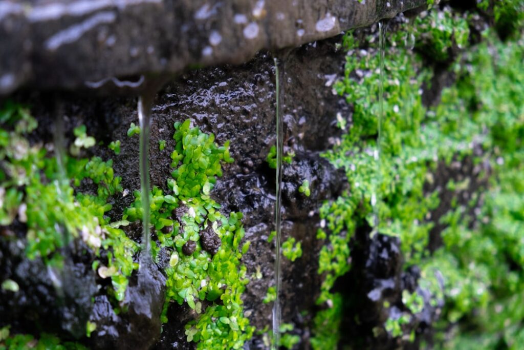 Photo greenwashing