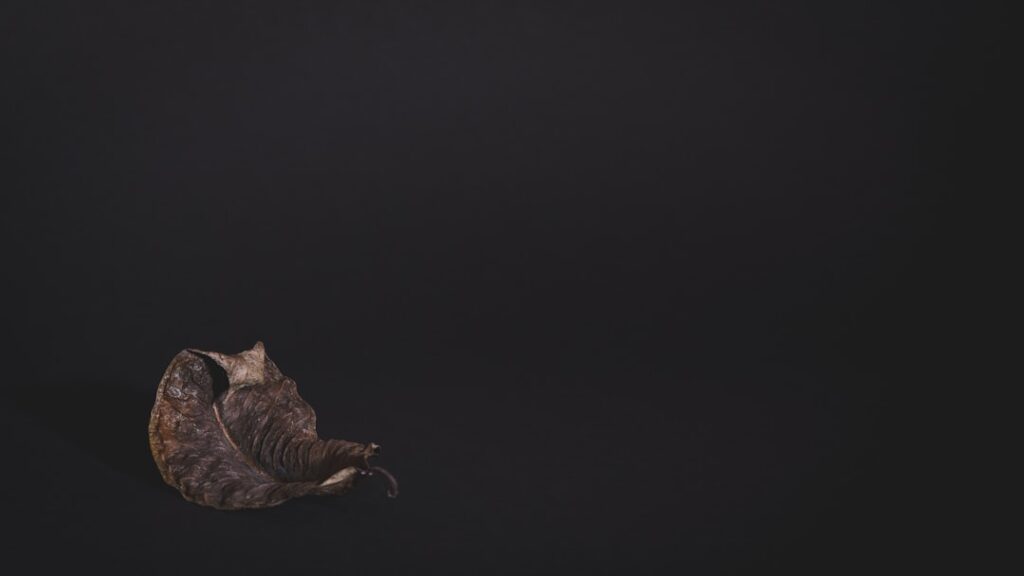 Photo Tarification Cat Nat