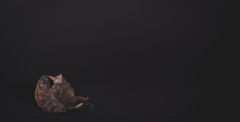 Photo Tarification Cat Nat