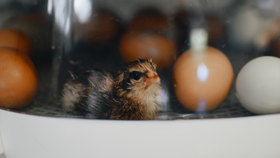 incubation