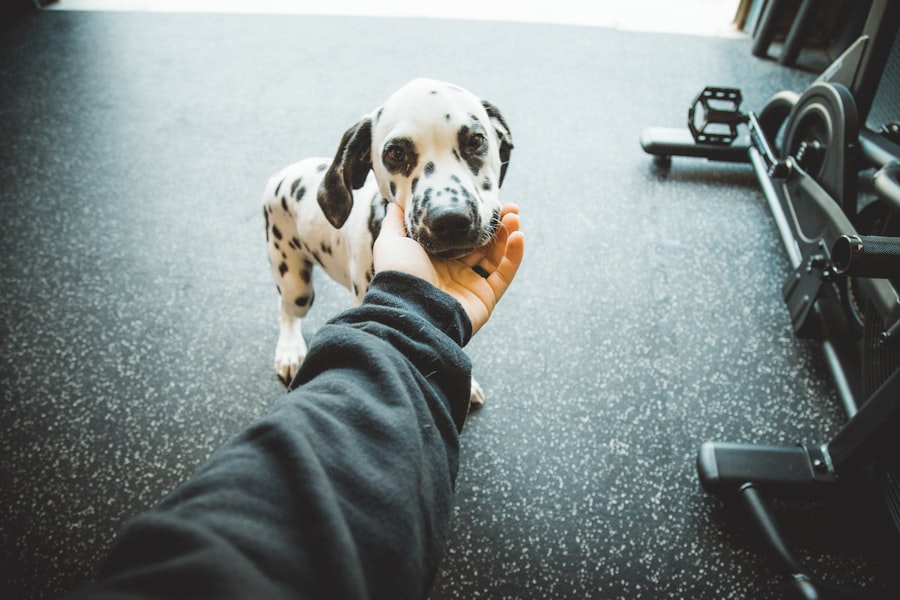 Assurance animaux de compagnie