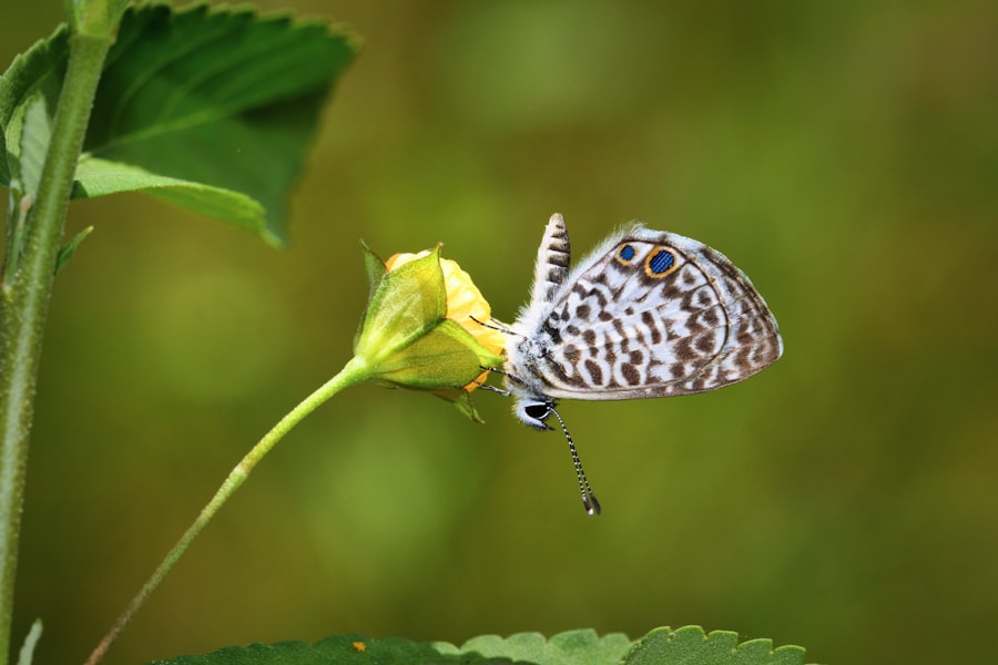 biodiversity integration