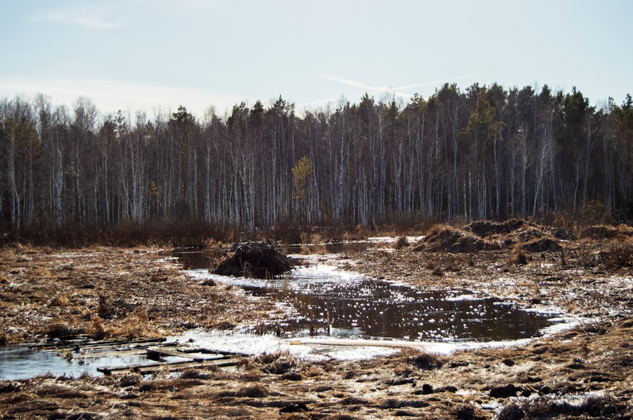 environmental impact assessment