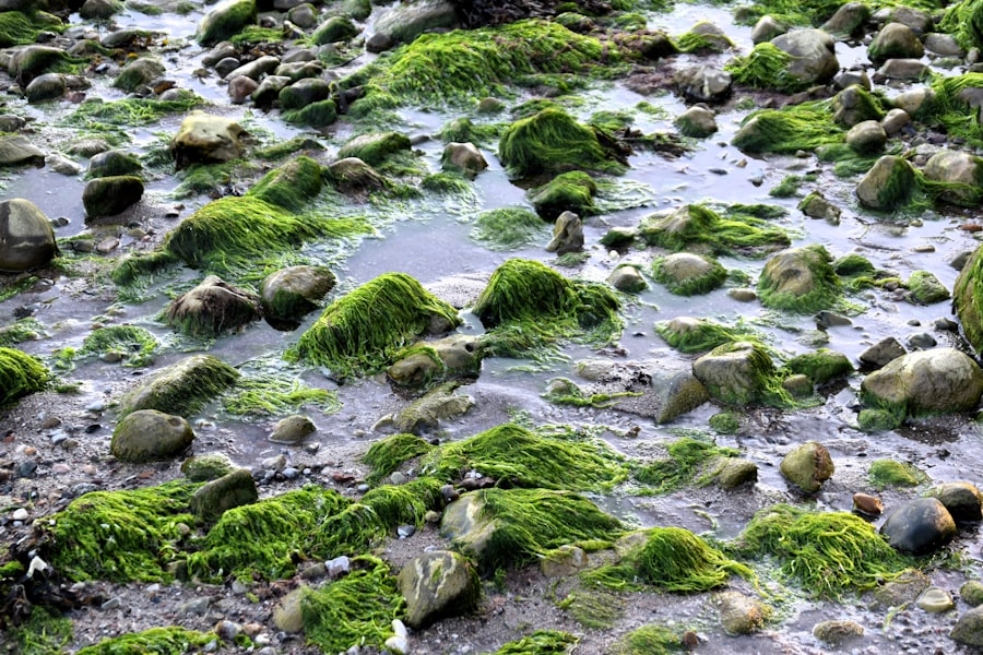 greenwashing