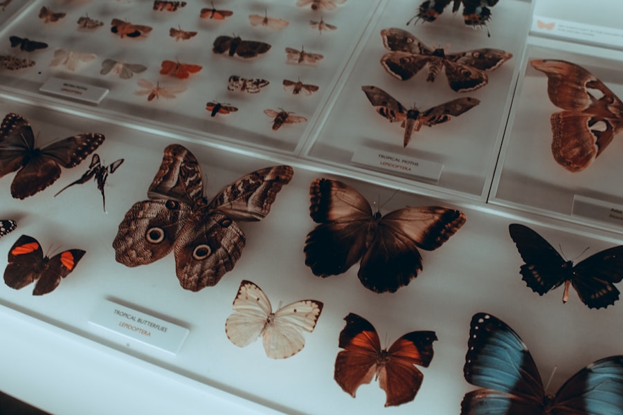 European taxonomy