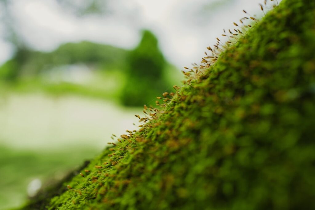 Photo sustainability governance