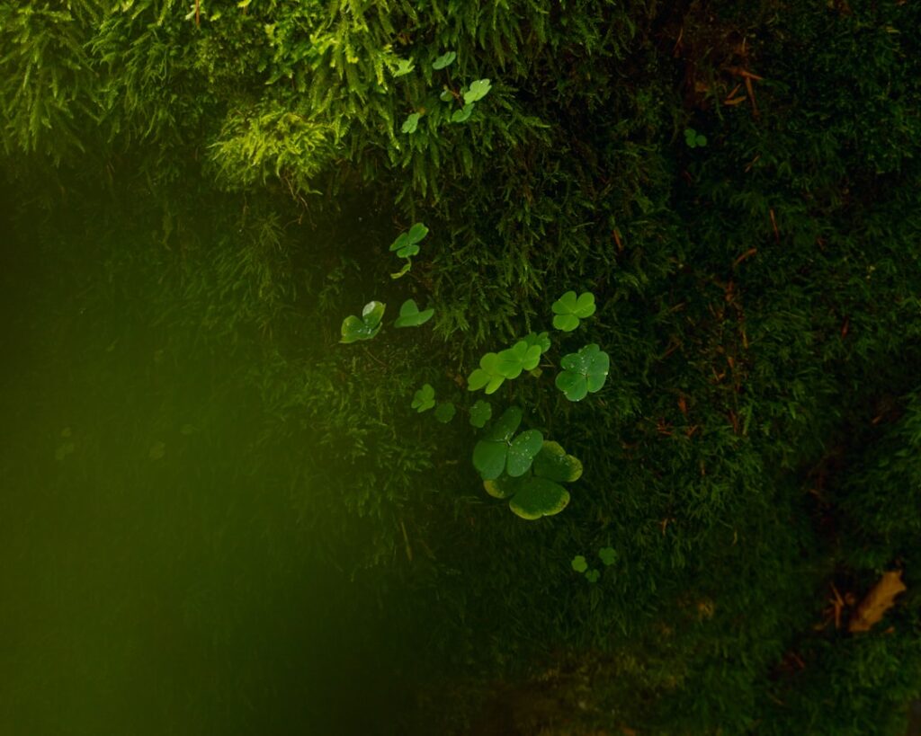 Photo Green obligations