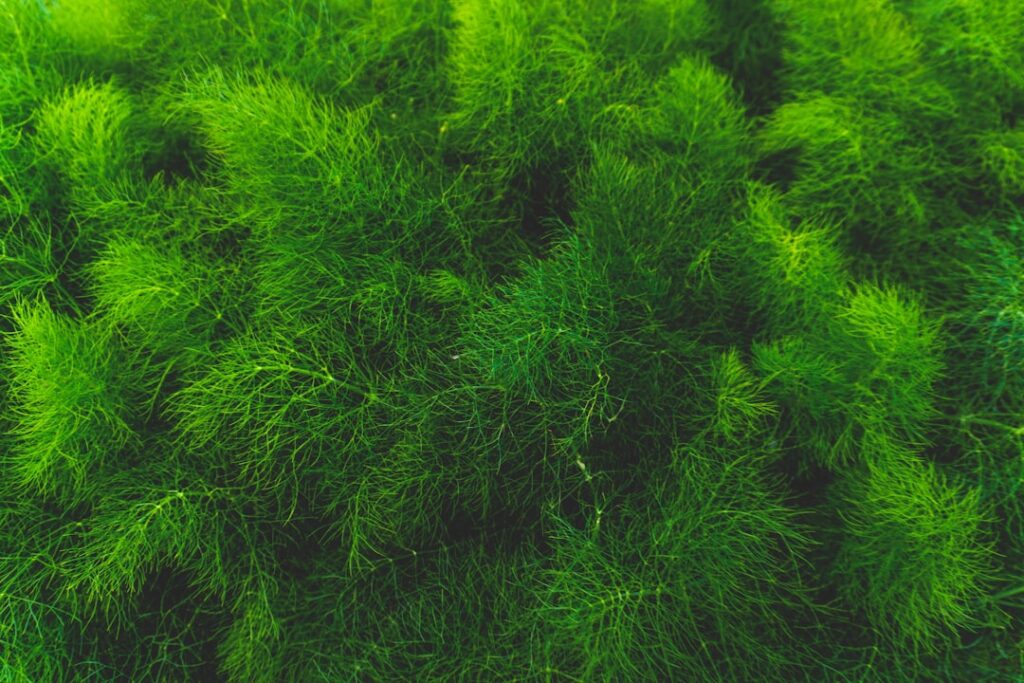 Photo Green insurance