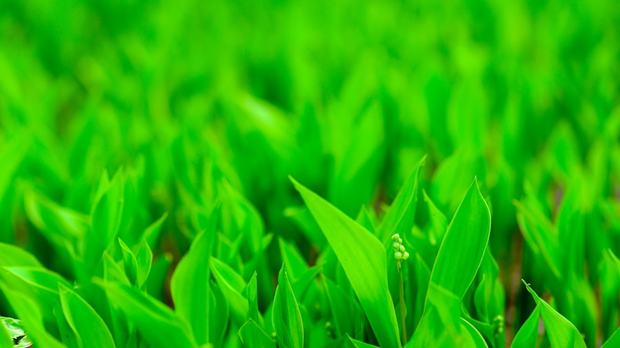 Photo Green insurance