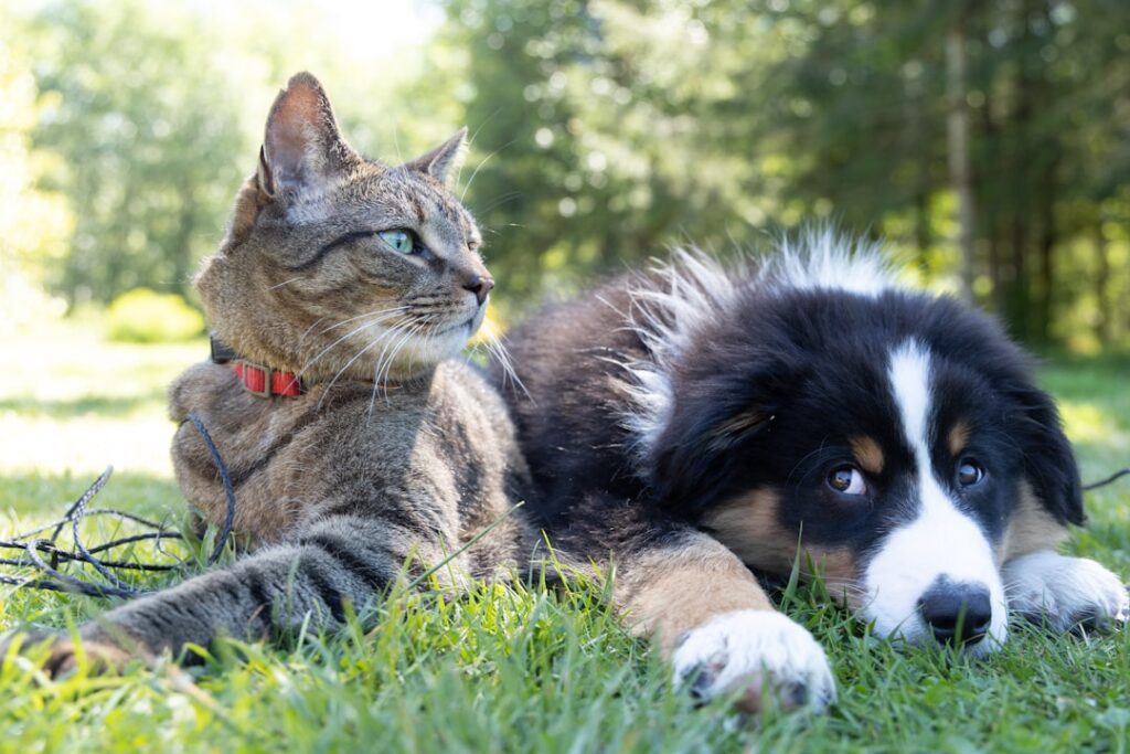 Photo Assurance animaux de compagnie